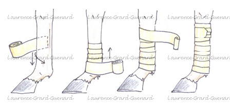 bande de polo