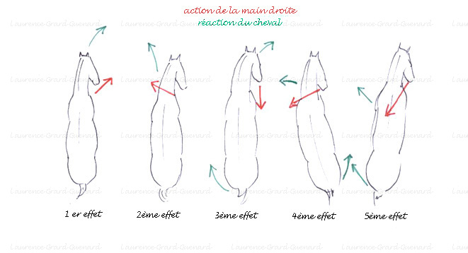 les 5 effets de renes