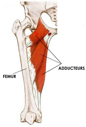 adducteurs
