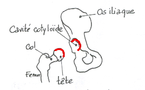 arthrose hanche cavalier