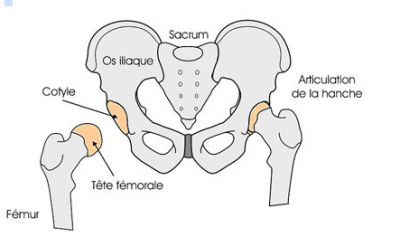 femur