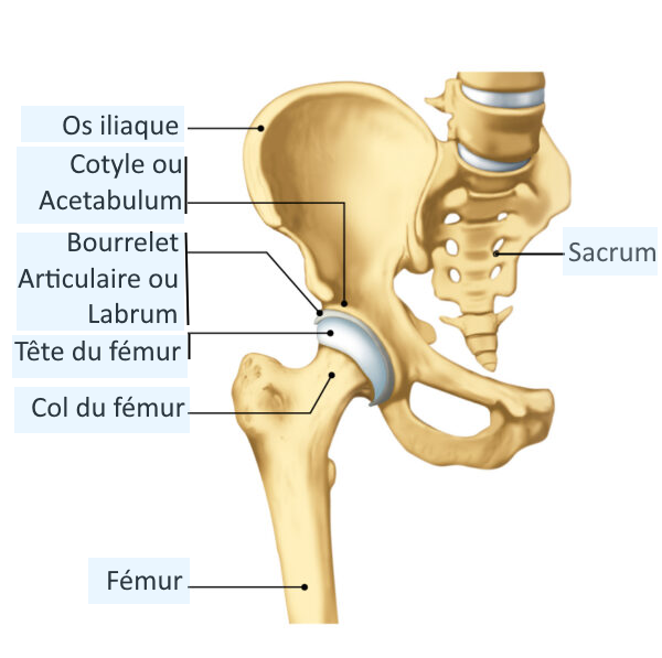 femur