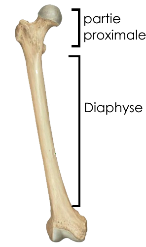 femur