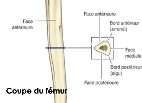 femur