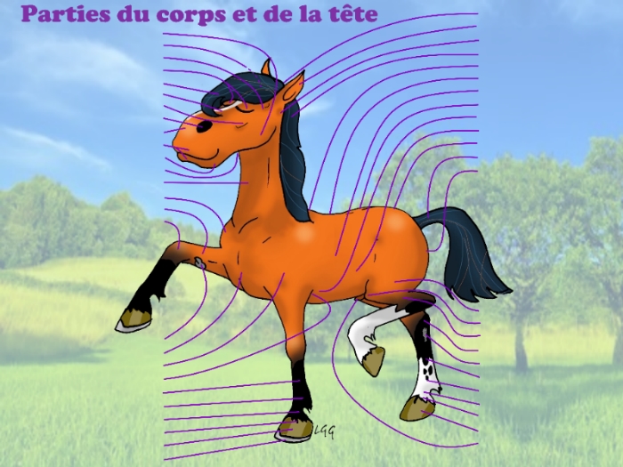 anatomie cheval