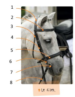 questionnaire galop 1