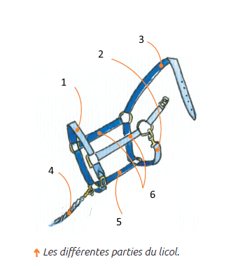questionnaire galop 1