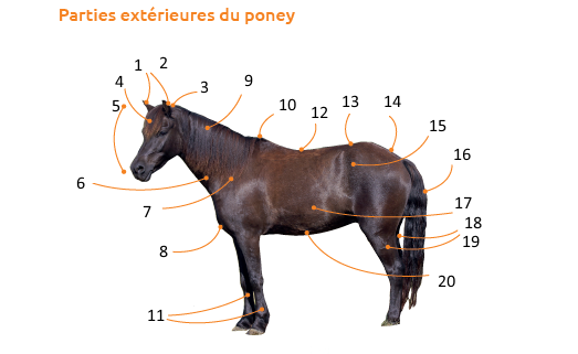 questionnaire galop 1
