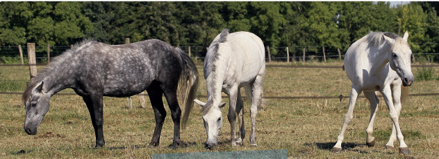 questionnaire galop 2