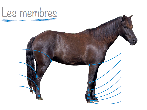 questionnaire galop 2