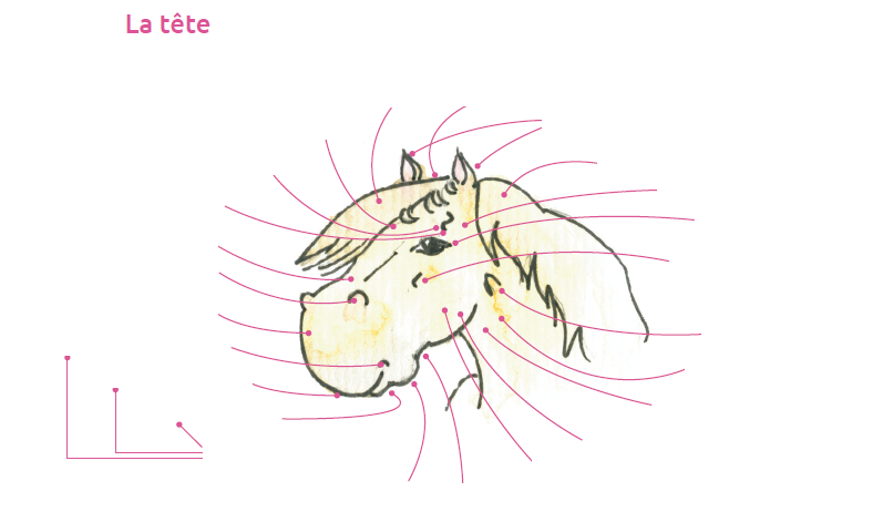 questionnaire galop 3