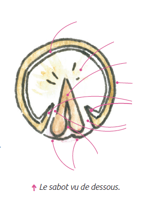 questionnaire galop 3