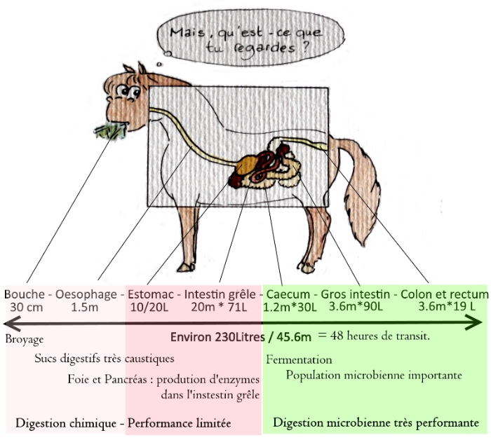tube digestif du cheval